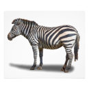 Buscar estampado de zebra fotografía Animal