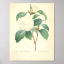 Buscar camelias blancas posters Botánico