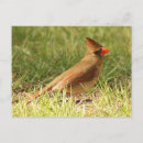 Buscar hembras postales Animales