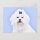 Buscar perro maltés postales Lindo