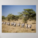 Buscar migración posters Naturaleza