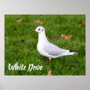 Buscar palomas blancas posters Naturaleza