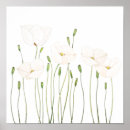 Buscar amapola blanca posters Amapolas
