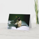 Buscar gato siamés tarjetas Punto de foco