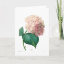 Buscar hydrangea tarjetas Botánica