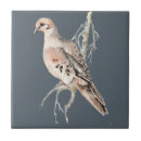 Buscar bird azulejos Adorable