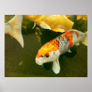 Buscar koi japonés posters Dorado
