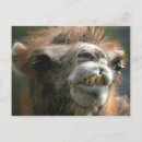 Buscar el besarse postales Animales