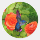 Buscar colibri pegatinas Para ella