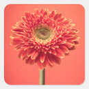 Buscar gerbera etiquetas Botánica