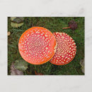 Buscar amanita postales Hongos