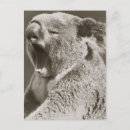 Buscar koala divertida postales Lindo
