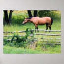 Buscar de caballos posters Pony