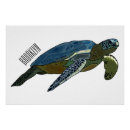Buscar tortuga marina posters Cualquier niño