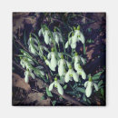 Buscar bombilla imanes Flores
