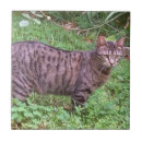 Buscar gato de tabby azulejos Felino
