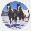 Buscar pinto pegatinas Foto