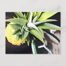 Buscar lanai postales Tropical