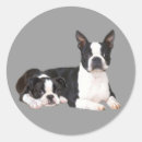 Buscar boston terrier pegatinas Cachorro