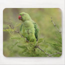 Buscar parakeet alfombrillas de raton Pájaros