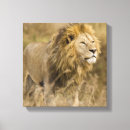 Buscar felinos lienzos Fauna