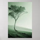 Buscar árbol solitario posters 7 º oscilación