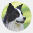 Buscar border collie pegatinas Animal