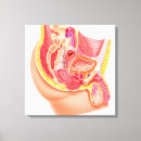 Buscar sistema reproductivo lienzos Reproducción
