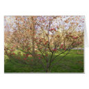Buscar dogwood floreciente Dogma