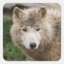 Buscar lobo blanco pegatinas Salvaje