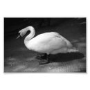 Buscar cisne negro posters Fotografía