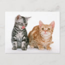 Buscar dos gatitos postales Adorable