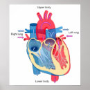 Buscar corazón humano posters Gráfico
