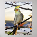 Buscar cockatiel posters Pájaro
