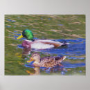 Buscar patos silvestres posters Animales