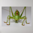 Buscar insecto fresco posters Para todos