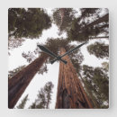 Buscar madera del árbol relojes de pared Naturaleza