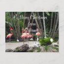 Buscar flamenco de navidad postales Florida