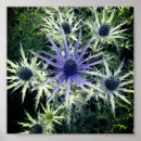 Buscar cardo posters Flores