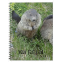 Buscar marmota Adorable