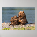 Buscar oso marrón posters Animal