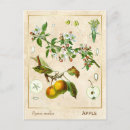 Buscar apples postales Para ella