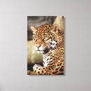 Buscar jaguar lienzos Animal