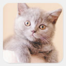 Buscar selectivo pegatinas Gato