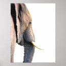 Buscar animales africanos posters Jungla