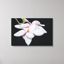 Buscar magnolias lienzos Primavera