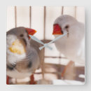 Buscar jaula pájaros de relojes de pared Animales