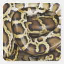 Buscar python pegatinas Escalas