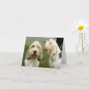 Buscar griffon tarjetas Cachorro