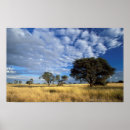 Buscar desierto de kalahari posters Imagen en color